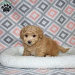 Parker, Bich-Poo Puppy